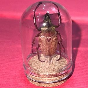 Oddity Beetle decor 🪲